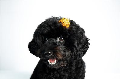 《真女神转生5》恶魔介绍：所罗门王72柱魔神之一单卡拉比